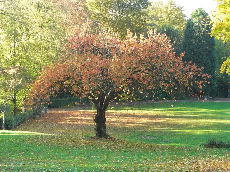 Herbstlicher Stadtpark in Wülfrath mit rot gefärbtem Baum und Wiese